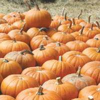 Pumpkin Patch,  Fall Festivals