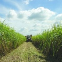 New Market For Louisiana Sugar Cane