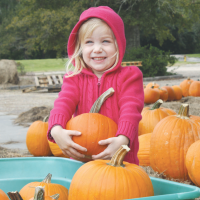 Fall Brings Pumpkin Patch, Fall Festivals
