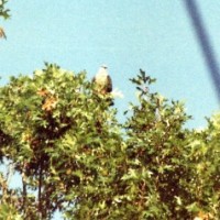 An Eagle in Old Goodwood on July 4th